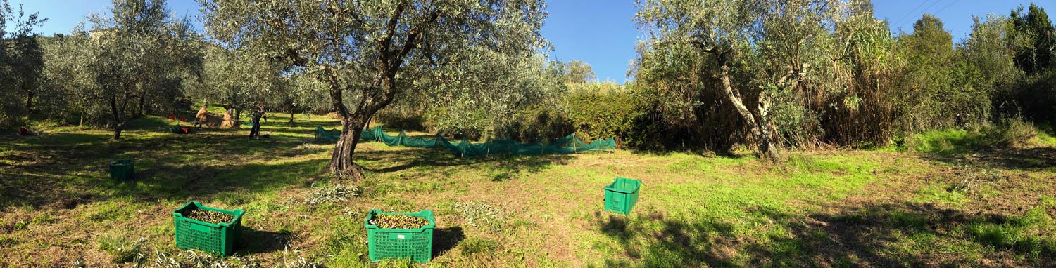 Oro dei Martelli, una fase della raccolta